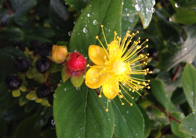 Hypericum 3