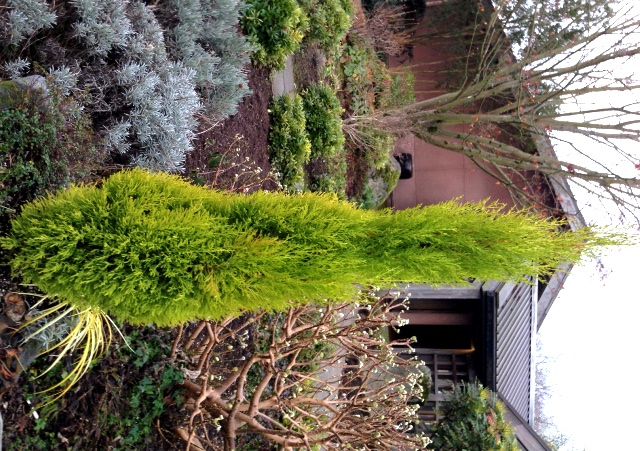 Cupressus WG 1