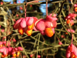 Euonymus europaeus 'atrorubens'