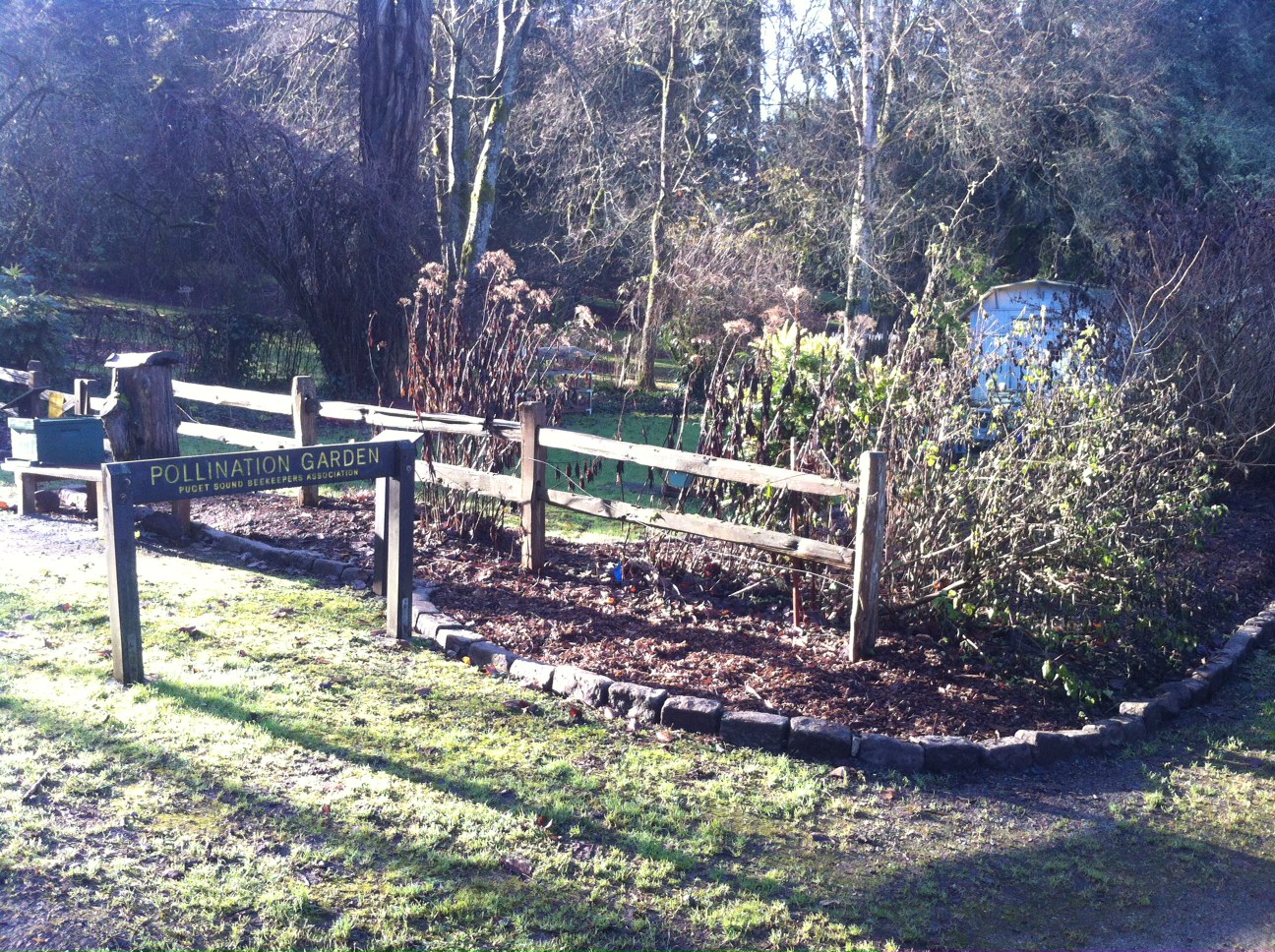Philip & his fellow volunteers worked to give our Pollination Garden some much needed love during fall quarter.
