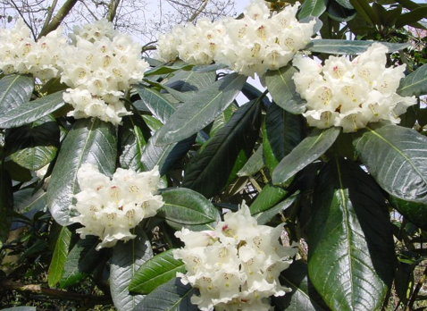 R.mcabeanum
