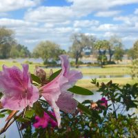 Azaleas at Middleton Place