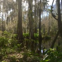 Bald Cypress and Spanish moss at Magnolia Plantation and Gardens outside of Charleston, South Carolina