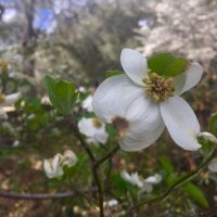 Dogwood at Middleton Place