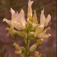 Astragalus sinuatus