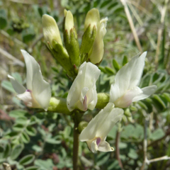 Astragalus sinuatus