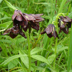 Fritillaria camschatcensis