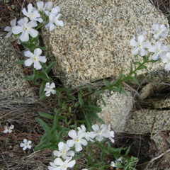 Hackelia venusta