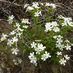 Hackelia venusta