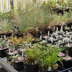 Hoophouse plants