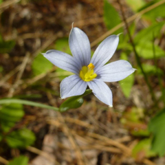 Sisyrinchium sarmentosum