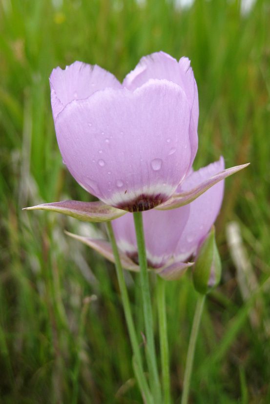 Calochortus longebarbatus var. longebarbatus (long-bearded sego lily) - View a gallery of Washington rare plant images on the Rare Plants page.