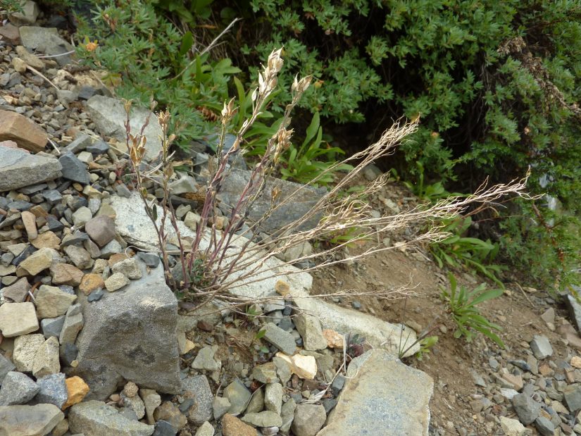 Draba aurea fruit