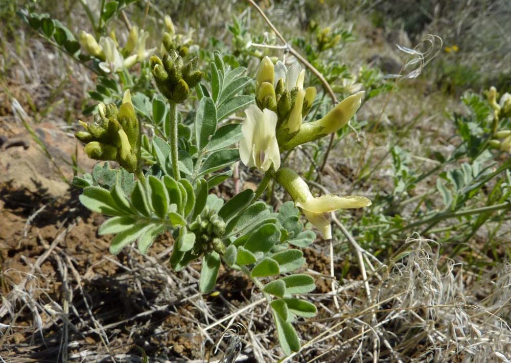 Astragalus sinuatus (Whited's milk-vetch)