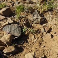 Whited's milk-vetch, just planted