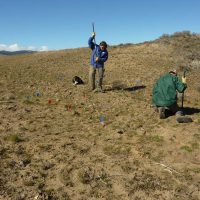 Preparing the ground for outplanting