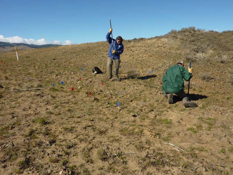 Preparing the ground for outplanting