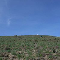 Astragalus sinuatus transect