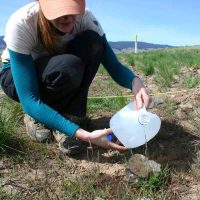Watering the newly planted Astragalus sinuatus