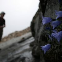 Campanula lasiocarpa