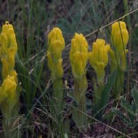 Castilleja levisecta (golden paintbrush) in bloom