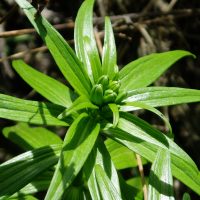 Fritillaria camschatcensis (black lily) buds