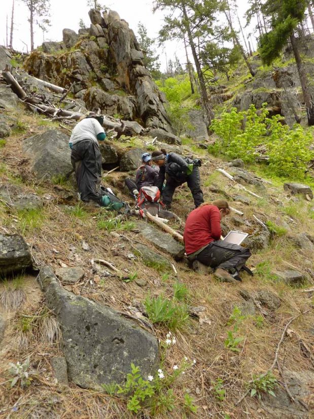 Students examine Hackelia venusta soils