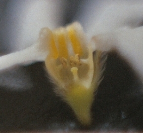 A section of the Hackelia venusta flower cut open, showing reproductive parts down inside the lower part of the corolla