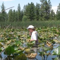 Monitoring Howellia aquatilis