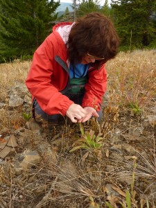 Seed collector