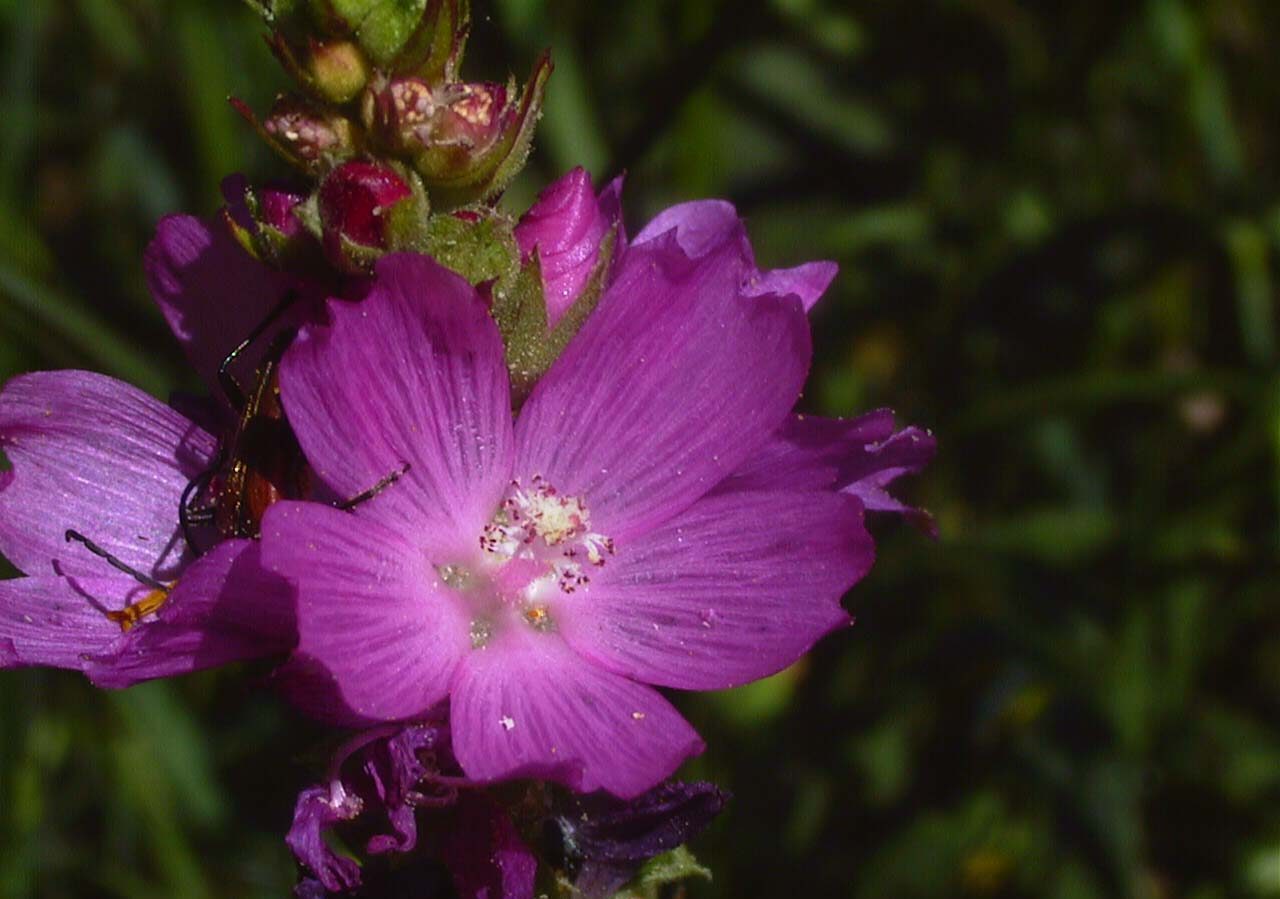 Sidalcea oregana var. calva