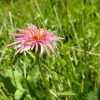 Agoseris elata (tall agoseris) - Sensitive