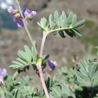 Astragalus microcystis (least bladdery milk-vetch) - Sensitive