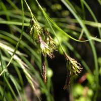 Carex macrochaeta (long-awned sedge) - Threatened