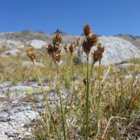 Carex proposita (Smoky Mountain sedge) - Threatened