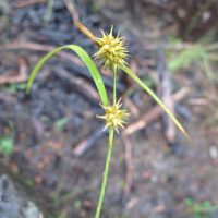 Carex saxatilis var major (russet sedge) - Watch List