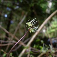 Coptis aspleniifolia (spleenwort-leaved goldthread) - Sensitive