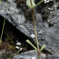 Collinsia sparsiflora var. bruceae (few-flowered collinsia - Sensitive