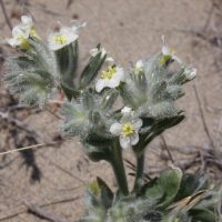 Cryptantha leucophaea (gray cryptantha) - Sensitive