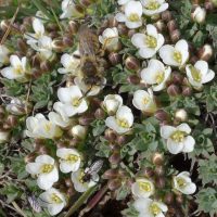 Cusickiella douglasii (Douglas's draba) - Threatened