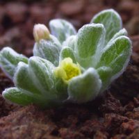 Eatonella nivea (white eatonella) - Threatened