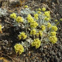 Eriogonum codium (Umtanum desert buckwheat) - Endangered