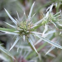 Eryngium petiolatum (Oregon coyote-thistle) - Threatened