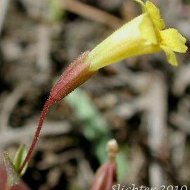 Erythranthe pulsiferae (Pulsifer's monkeyflower) - Sensitive