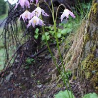 Erythronium quinaultense (Quinault fawn-lily) - Threatened