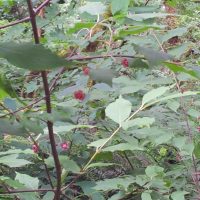 Euonymus occidentalis var. occidentalis (western wahoo) - Sensitive