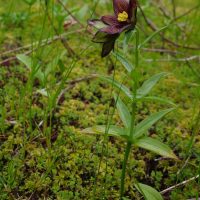 Fritillaria camschatcensis (black lily) - Sensitive