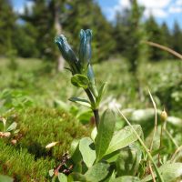 Gentiana glauca (glaucous gentian) - Sensitive