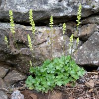 Heuchera grossulariifolia var. tenuifolia (gooseberry-leaved alumroot) - Review Group 1