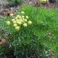 Lomatium suksdorfii (Suksdorf's desert-parsley) - Sensitive